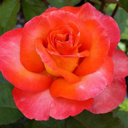 Rose 'Michel Desjoyeaux'